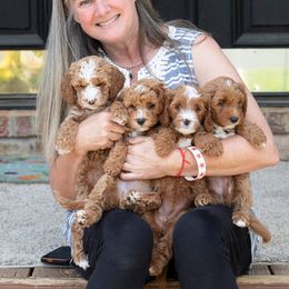 Goldendoodle and Poodle Puppies from Gorgeous Goldendoodles