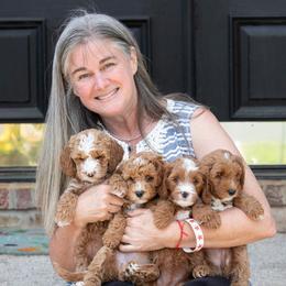 Goldendoodle and Poodle Puppies from Gorgeous Goldendoodles