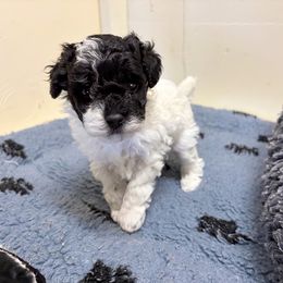 Kylie - Parti female Poodle puppy in Lompoc, California from Canyon Spring Ranch Poodles