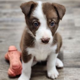 Purple Collar Girl - White and red female Border Collie puppy in Shelbyville, Tennessee from C Horns Ranch Border Collies