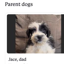 Miniature Schnauzer All Grown Up from The Blessing