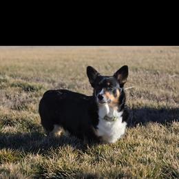 Diamond - Pembroke Welsh Corgi