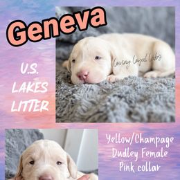 Geneva - Yellow or Champagne Female - Pink Collar - Champagne female Dilute Retriever puppy in Roberts, Wisconsin from Loving Loyal Labs