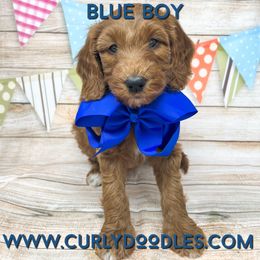 Goldendoodle Puppies from Curlydoodles