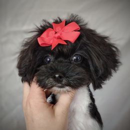 Korean Elio - Black & tan tri-color male Maltipoo puppy in Barren Springs, Virginia from Seeking Shalom Acres Maltese, Maltipoos & Havamalts
