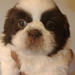 Bella - Liver and white female Shih Tzu puppy in Memphis, Tennessee from Thorntons Fur Crew