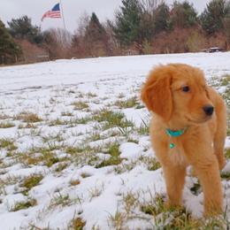 Golden Retriever Puppies from Hosmer's Golden Retrievers