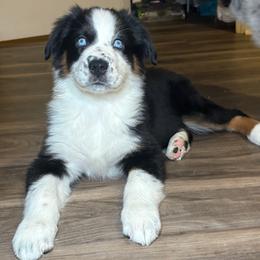 Sabrina - Black tri-color female Australian Shepherd puppy in Charlotte, North Carolina from Good Karma Aussies