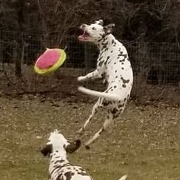 Dalmatians from Choco Chip Dalmatians