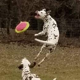 Dalmatians from Choco Chip Dalmatians