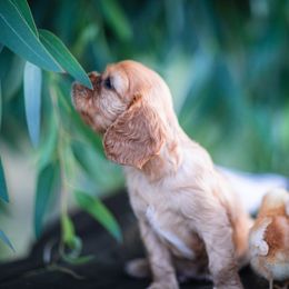 Cavalier King Charles Spaniel Puppies from Tsarevich Goldens and Cavaliers