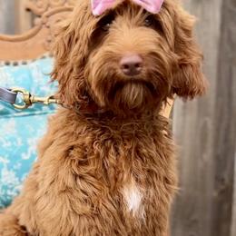 Ruby - Australian Labradoodle