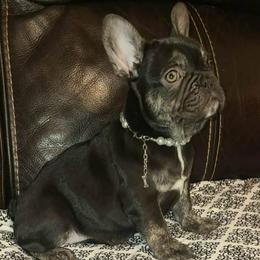 Cocoa - Liver female French Bulldog puppy in Graham, Washington from Kristy's French Bulldogs & Mini Schnauzers