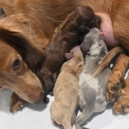 Olaf - Blue and tan male Dachshund puppy in Vacaville, California from SchmooterBabies