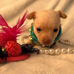 Winnie - Cream female Chihuahua puppy in Seneca, Missouri from Stephanie’s Puppy Colony