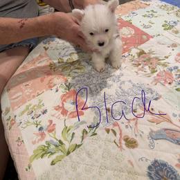 Boy 4 - male Pembroke Welsh Corgi puppy in Brookhaven, Mississippi from Beemer Corgis