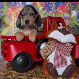Daisy - Dapple female Dachshund puppy in Floresville, Texas from Muddy River Dachshunds