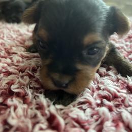 Sweetheart - Black and tan female Yorkshire Terrier puppy in Osseo, Michigan from Smiths Fluffy butts