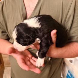 Bobbie - Black and white female Border Collie puppy in Lebanon, Oregon from Cahill’s Canines