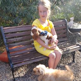 Noje - Blenheim male Cavalier King Charles Spaniel puppy in Phoenix, Arizona from Royal Desert Cavaliers