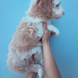 Abigail - Apricot female Aussiedoodle puppy in Orland, California from Shockley’s Elite Doodles