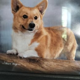Abby - Pembroke Welsh Corgi
