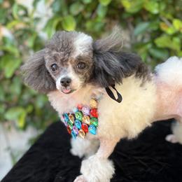 Blossom - Bichon Frise