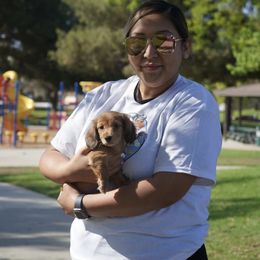 Dachshund Puppies from Mini Doxies R Us