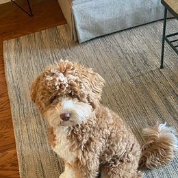 Theo - Goldendoodle