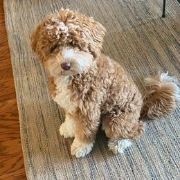 Theo - Goldendoodle