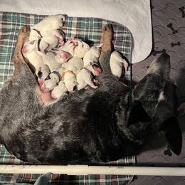 Boy 2 - Australian Cattle Dog puppy in Maryland from Hernwood Heelers & Poodles