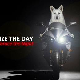 Berger Blanc Suisse and German Shepherd Puppies from Vom Hundhaus German Shepherds