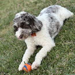 Cali - Merle female Cockapoo puppy in Hernando, Florida from Magic Mountain Doodles