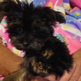 Dolly - Blue and gold female Yorkshire Terrier puppy in Dayton, Ohio from Little Yorkie Babies