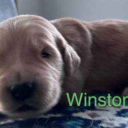 Winston - Golden male Golden Retriever puppy in Vail, Arizona from Retrievers Gold AZ