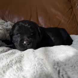 Loki - Black male Labrador Retriever puppy in Canton, Georgia from Dukes Retirevers