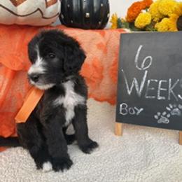 Brown - Grizzle and white male Sheepadoodle puppy in Whittier, California from HOUSE OF DOODLES