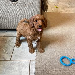 Cooper - Red male Cavapoo puppy in Sugarcreek, Ohio from True Hearted Doodles