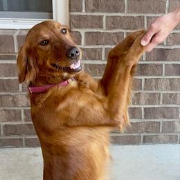 River - Golden Retriever