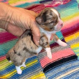 Angel 11,000 plus tax - Merle female Chihuahua puppy in Summerfield, Florida from Uey’s Chihuahuas