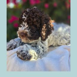 Forrest - Brown roan male Lagotto Romagnolo puppy in Salida, California from Harper's Lagotti