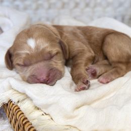 Girl 4 - Goldendoodle puppy in Chesapeake, Virginia from Havens Doodles
