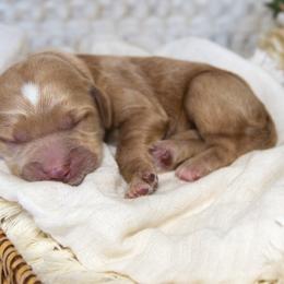 Girl 4 - Goldendoodle puppy in Chesapeake, Virginia from Havens Doodles