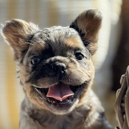 Goldie - Tricolors female French Bulldog puppy in Iron Station, North Carolina from Kayser Farm
