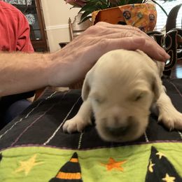 Golden Retriever Puppies from Tupelo Honey Farm's Golden Retrievers