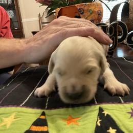 Golden Retriever Puppies from Tupelo Honey Farm's Golden Retrievers
