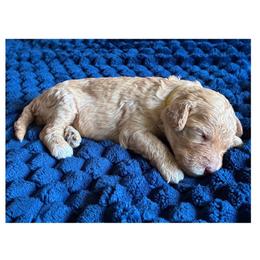 G3- Yellow - Red  female Goldendoodle puppy in Ankeny, Iowa from Iowadoodles2love