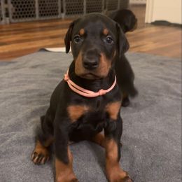 Light Pink Collar Female - Black and rust female Doberman Pinscher puppy in Fostoria, Michigan from Jensen Dobermans and Dachshunds