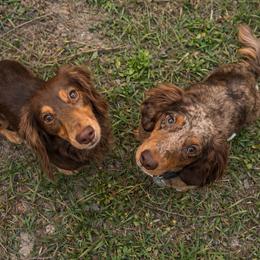 Milo - Dachshund