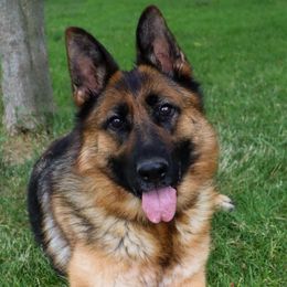 Reva - German Shepherd